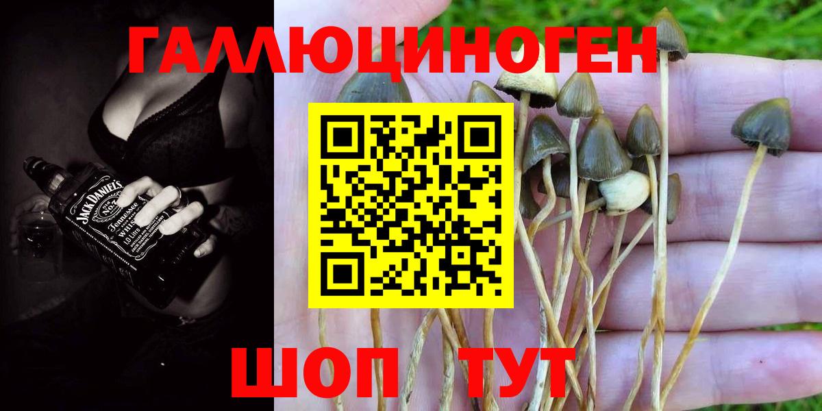 Сибай  Галлюциногенные грибы Psilocybine cubensis  Вход с VPN 